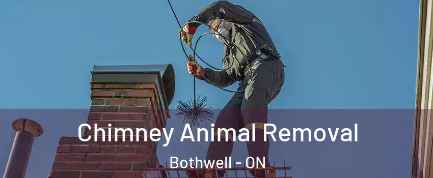 Chimney Animal Removal Bothwell - ON