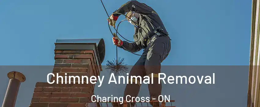 Chimney Animal Removal Charing Cross - ON