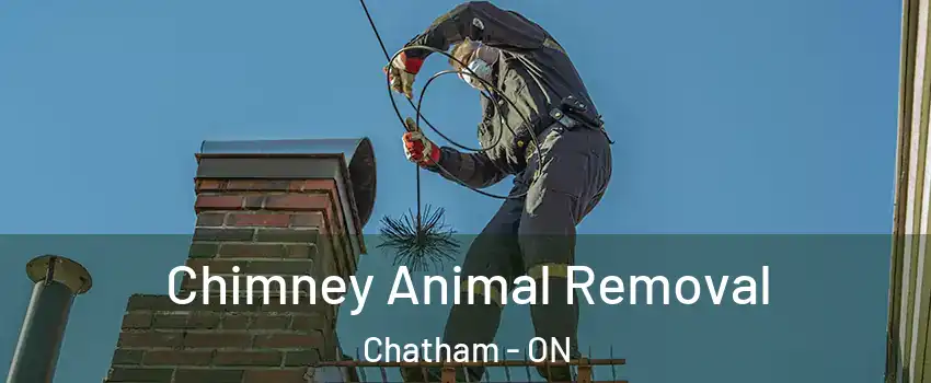Chimney Animal Removal Chatham - ON