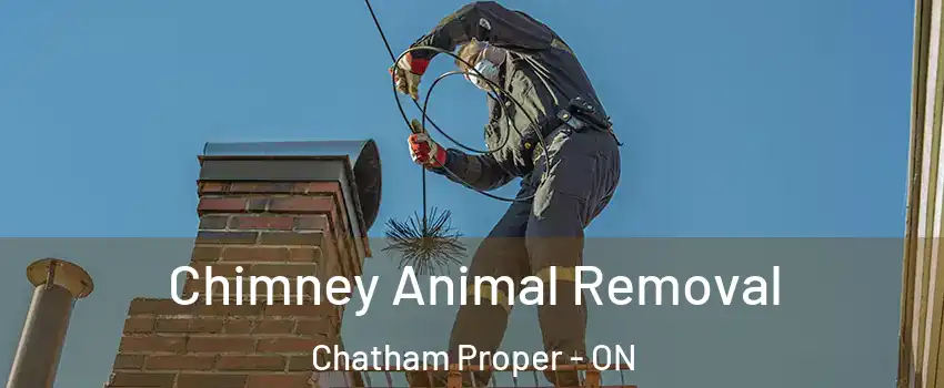 Chimney Animal Removal Chatham Proper - ON