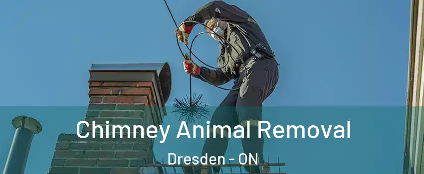 Chimney Animal Removal Dresden - ON