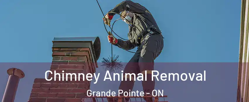 Chimney Animal Removal Grande Pointe - ON