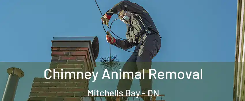 Chimney Animal Removal Mitchells Bay - ON