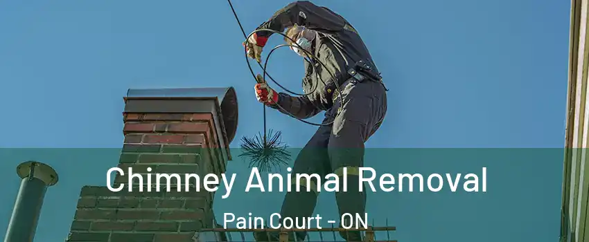 Chimney Animal Removal Pain Court - ON