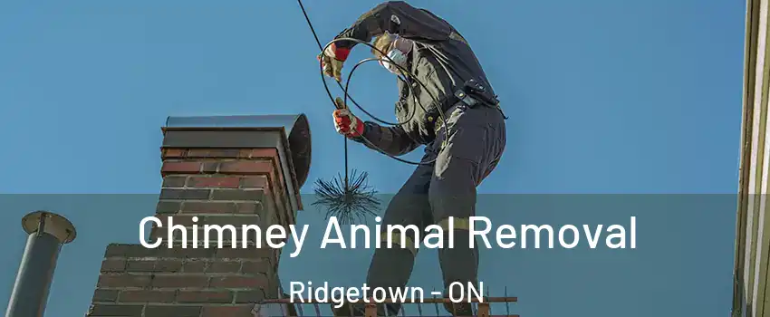Chimney Animal Removal Ridgetown - ON
