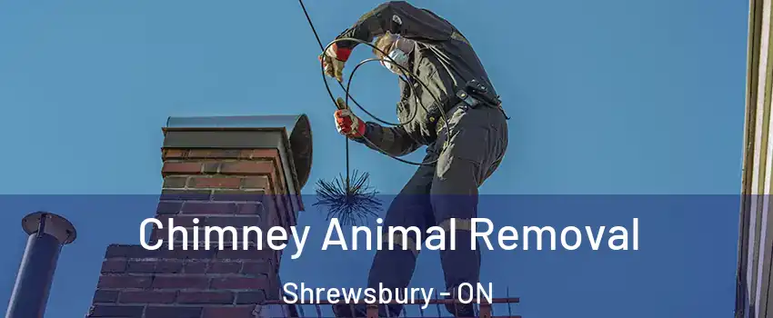 Chimney Animal Removal Shrewsbury - ON