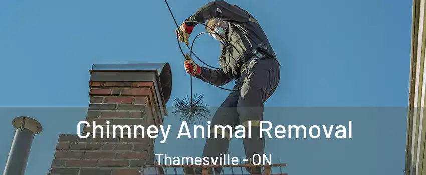 Chimney Animal Removal Thamesville - ON