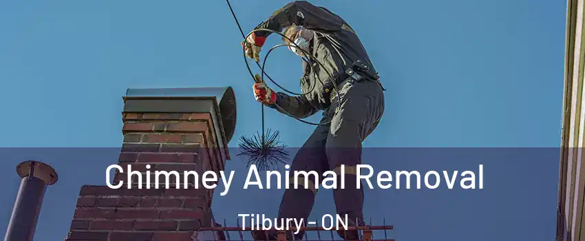 Chimney Animal Removal Tilbury - ON