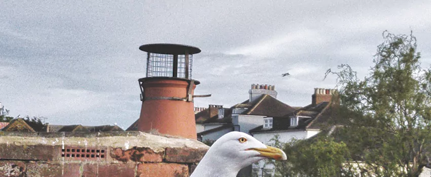 Chimney Cap Bird Guard Repair in Chatham, Ontario